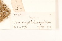 嶺南野菊藏品圖，第3張