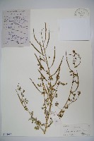 向天黃藏品圖，第1張