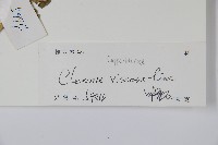 向天黃藏品圖，第2張