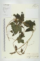 木鱉子藏品圖，第1張