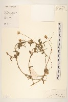 長柄菊藏品圖，第1張