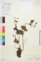 水辣菜、禺毛茛藏品圖，第1張