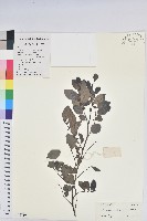 黑面神藏品圖，第1張