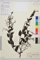 多花勾兒茶, 多花黃鱔藤藏品圖，第1張