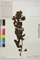 薄葉鼠李藏品圖，第1張