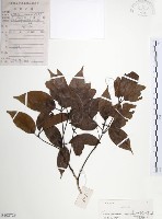 樟樹藏品圖，第1張