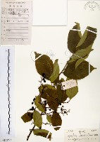 灰木藏品圖，第1張