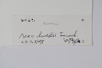 青榨槭藏品圖，第2張