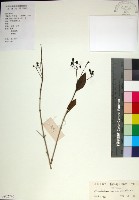 苦林盤藏品圖，第1張