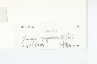 黃鵪菜藏品圖，第3張