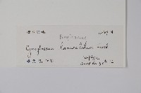 小花倒提壺藏品圖，第2張