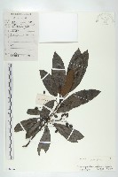 俄氏虎皮楠、蘭嶼虎皮楠、虎皮楠藏品圖，第1張