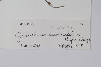 牛皮消藏品圖，第2張