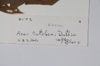 嶺南槭藏品圖，第2張