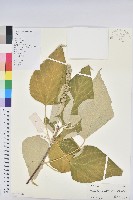 白背葉藏品圖，第1張