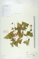 茅瓜藏品圖，第1張