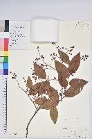 登錄號:S102791藏品圖，第1張