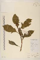 野茼蒿藏品圖，第1張