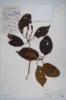 異色獼猴桃藏品圖，第1張