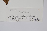 異色獼猴桃藏品圖，第2張