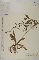 異色獼猴桃藏品圖，第3張