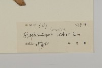 異色獼猴桃藏品圖，第5張