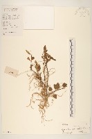 金鈕釦藏品圖，第1張