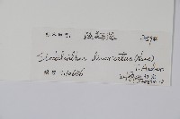 疏花馬藍藏品圖，第2張