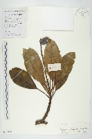 馬蹄參藏品圖，第1張