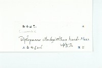 馬蹄參藏品圖，第3張