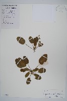 叉序草藏品圖，第1張