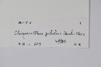 叉序草藏品圖，第2張