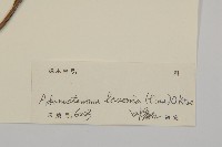 下田菊藏品圖，第3張