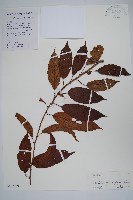 華南獼猴桃藏品圖，第1張