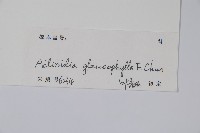 華南獼猴桃藏品圖，第2張