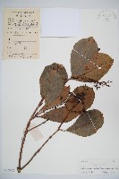 珊瑚樹藏品圖，第1張