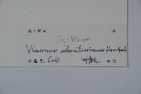 珊瑚樹藏品圖，第2張