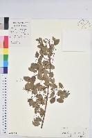 龍眼睛藏品圖，第1張