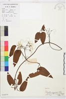 沙葉鐵線蓮藏品圖，第1張