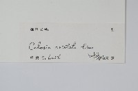雞冠花藏品圖，第2張