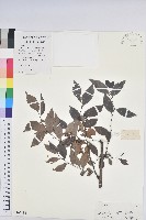 白背算盤子藏品圖，第1張