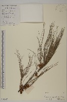 木麻黃藏品圖，第1張