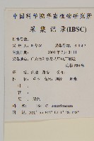 木麻黃藏品圖，第2張