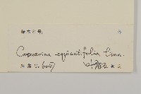 木麻黃藏品圖，第3張