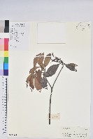 絲線吊芙蓉藏品圖，第1張