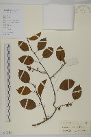 滇邊南蛇藤藏品圖，第1張