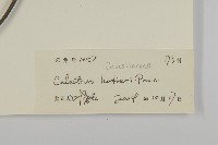 滇邊南蛇藤藏品圖，第3張