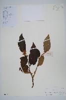 棕毛獼猴桃藏品圖，第1張