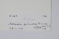 棕毛獼猴桃藏品圖，第2張