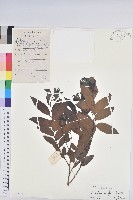 白背算盤子藏品圖，第1張